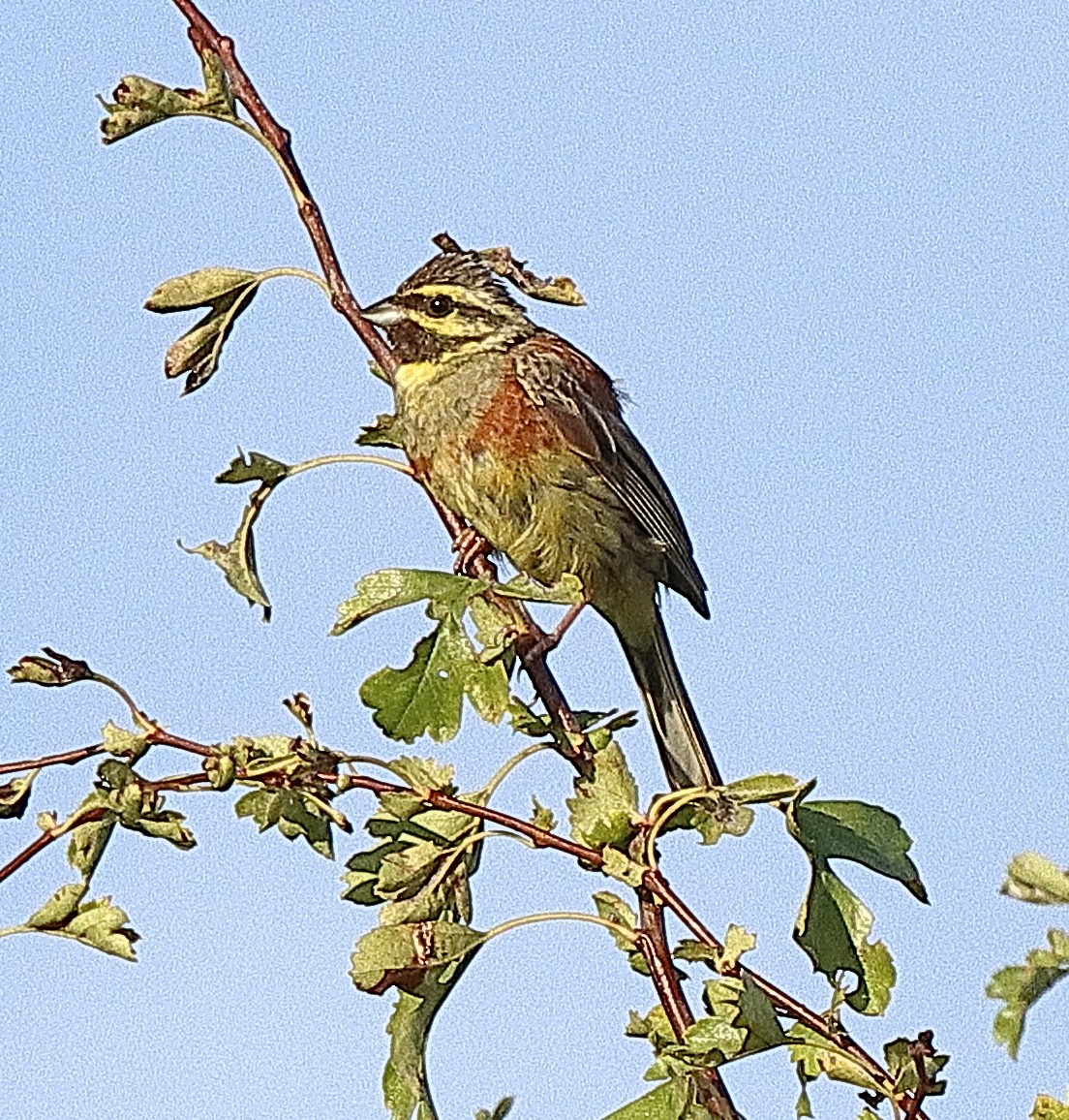 Cirl Bunting - ML622541691