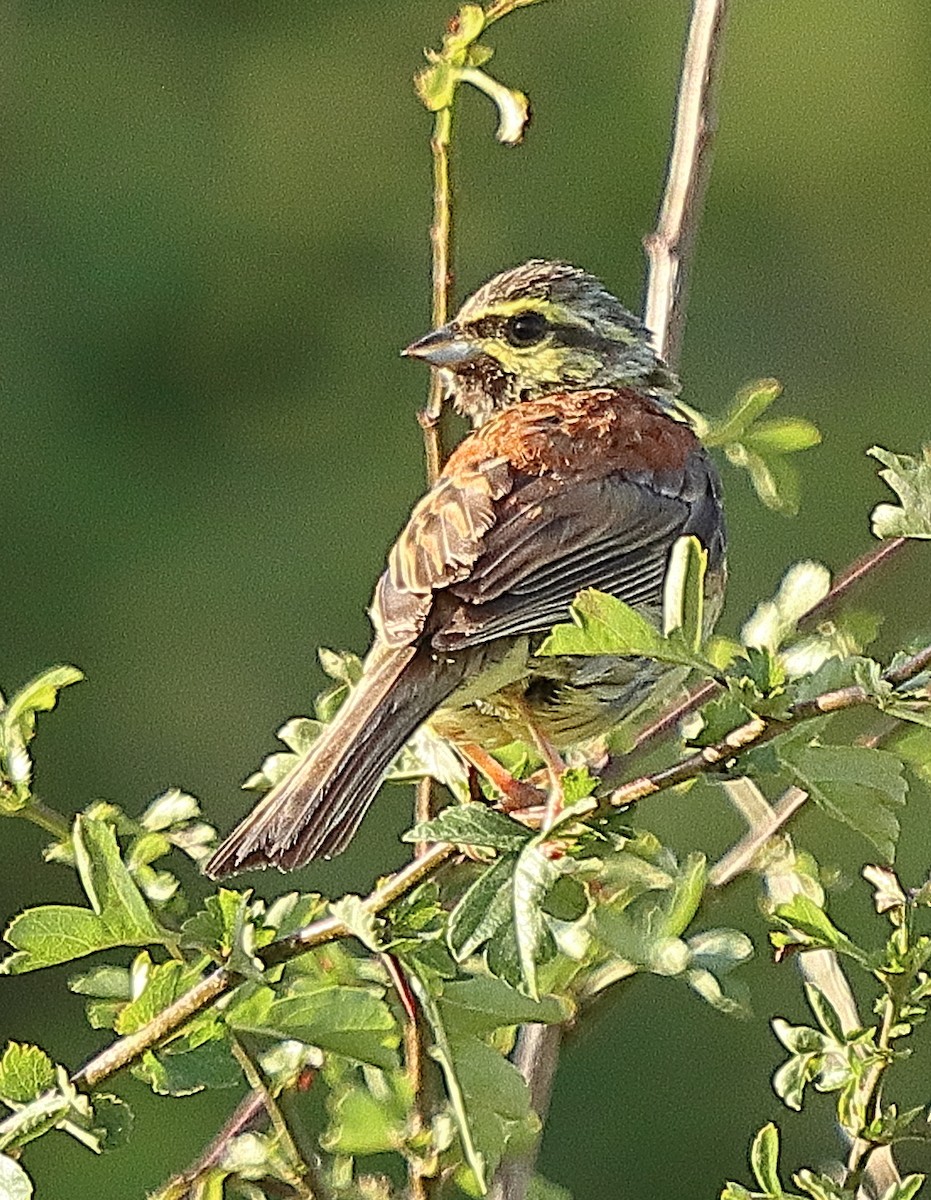 Cirl Bunting - ML622541692