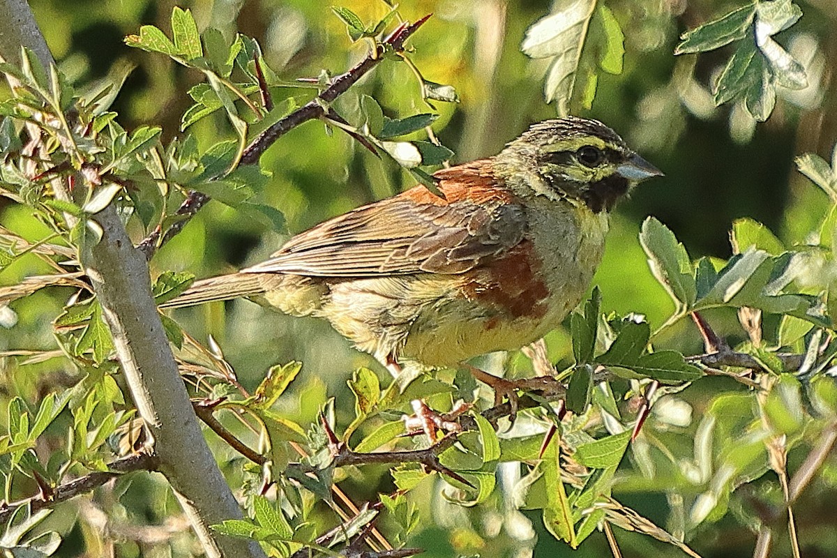 Cirl Bunting - ML622541693