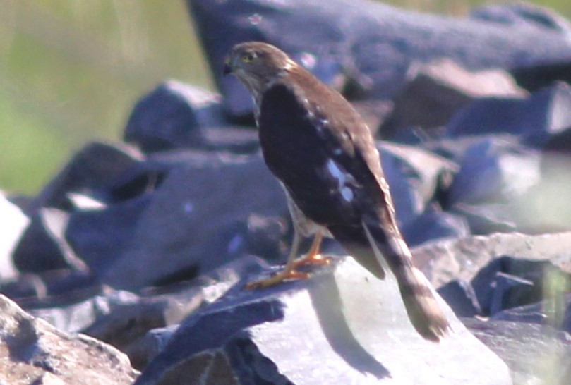 Cooper's Hawk - ML622541695