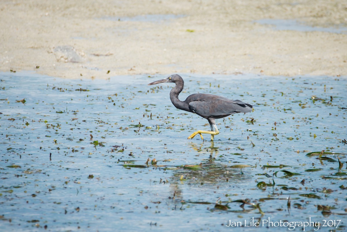 Pacific Reef-Heron - Jan Lile