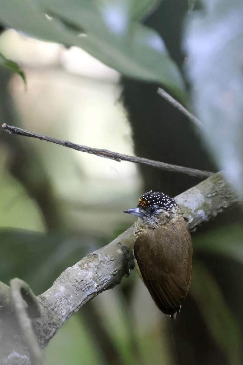 Bar-breasted Piculet - ML622541733