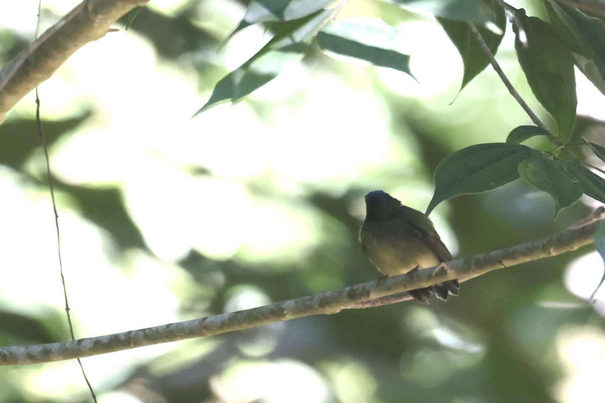 Blue-capped Manakin - ML622541751