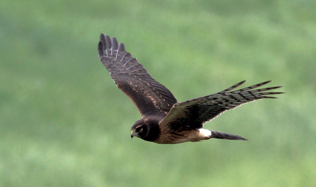 Northern Harrier - ML622541752