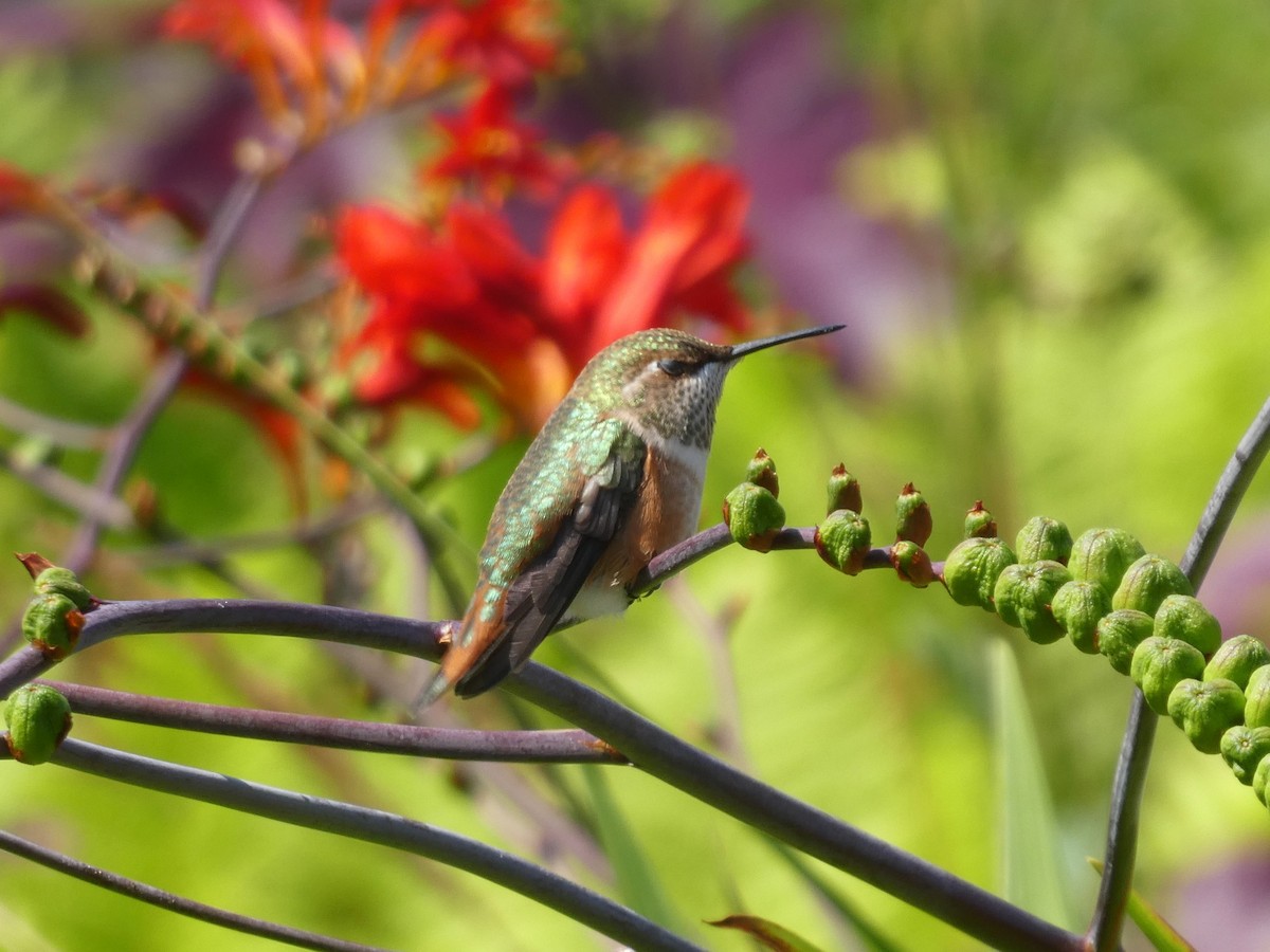 Rufous Hummingbird - ML622541779