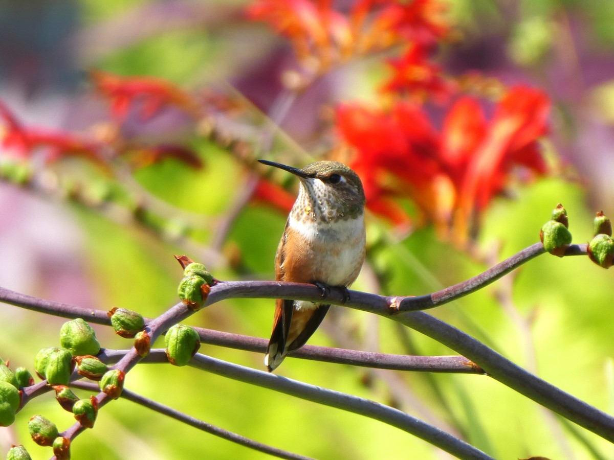 Rufous Hummingbird - ML622541780