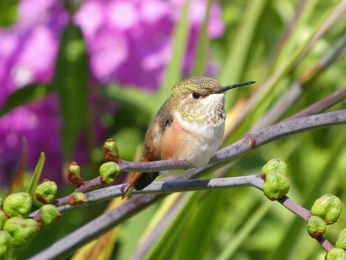 Rufous Hummingbird - ML622541781