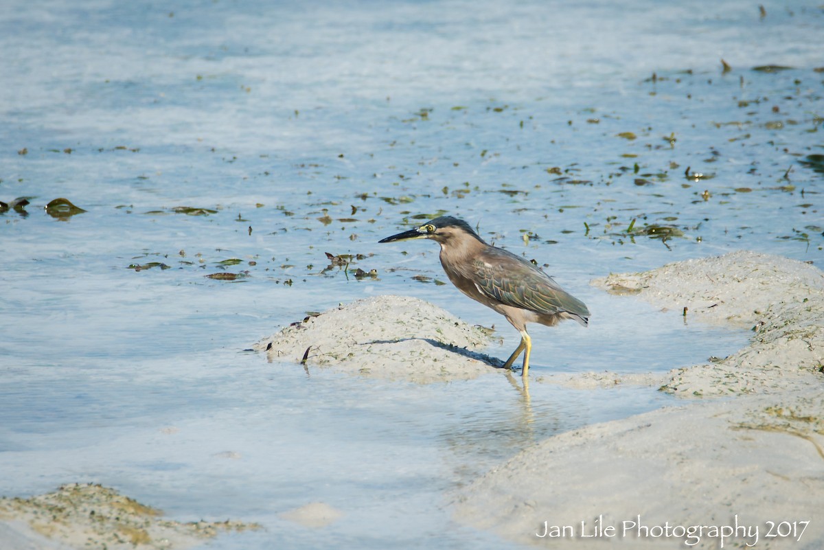 Striated Heron - ML62254181