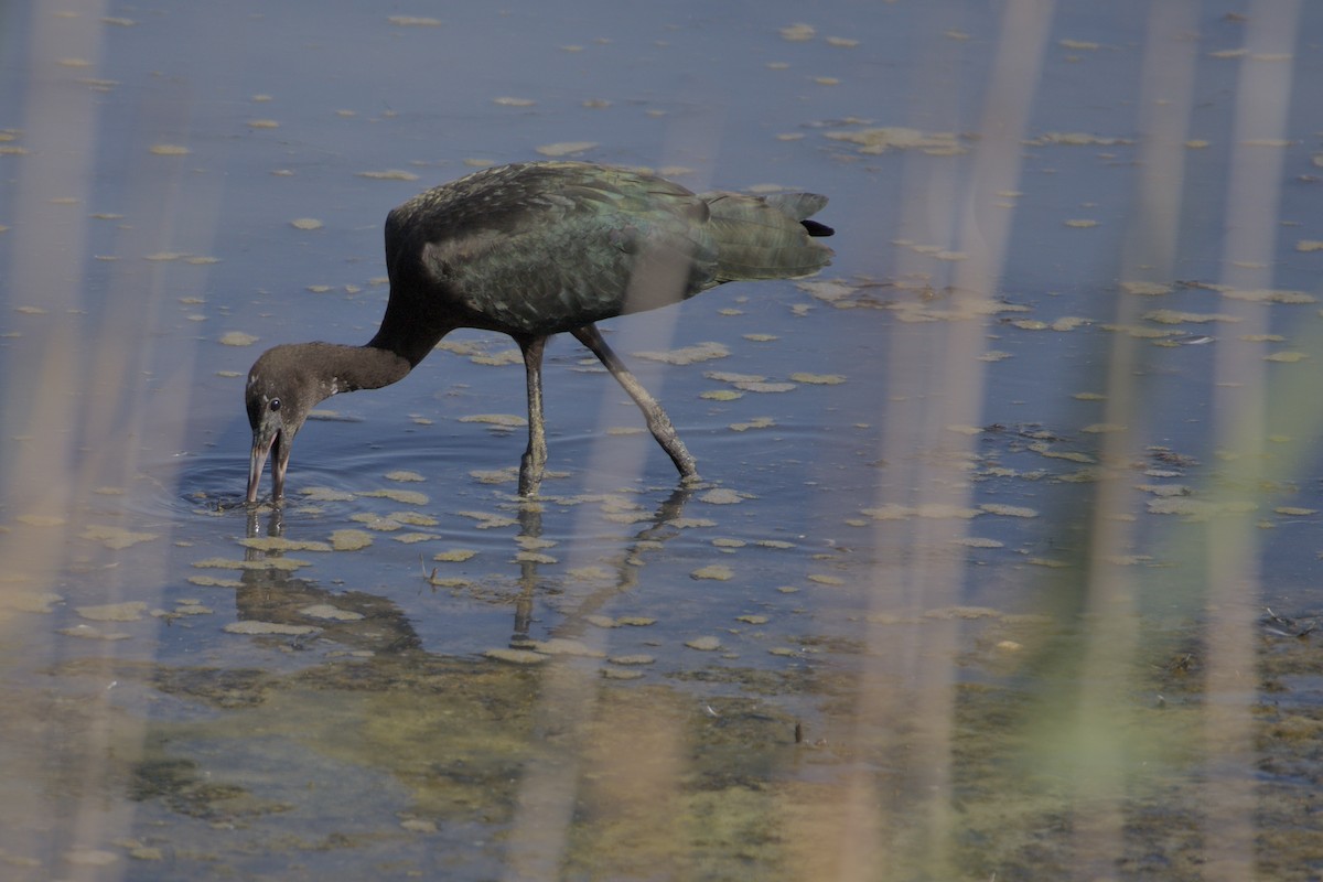 ibis hnědý - ML622541810