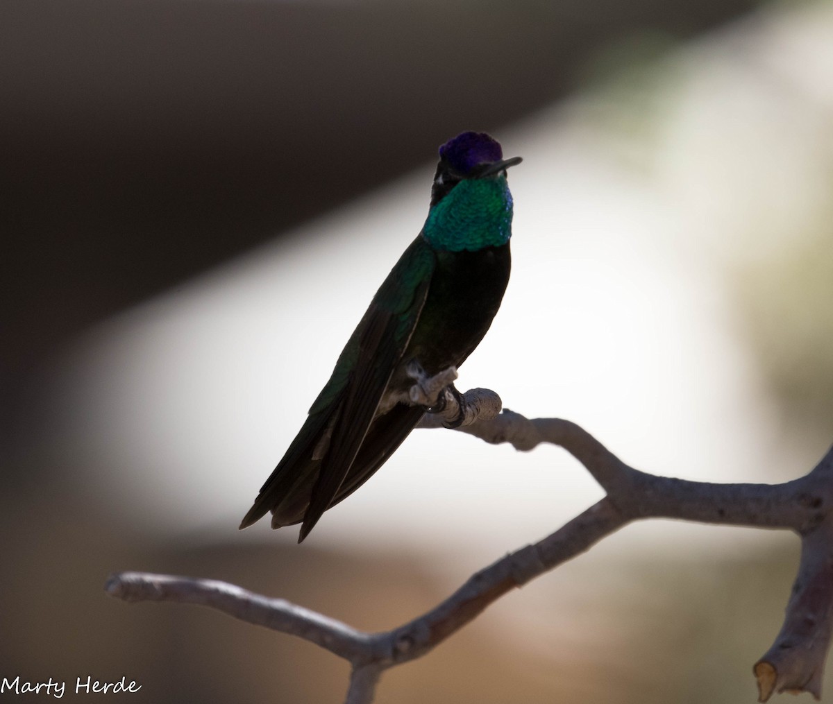 Rivoli's Hummingbird - Marty Herde