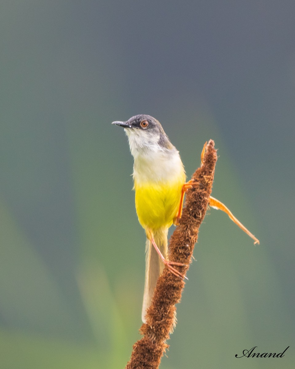 Yellow-bellied Prinia - Anand Singh