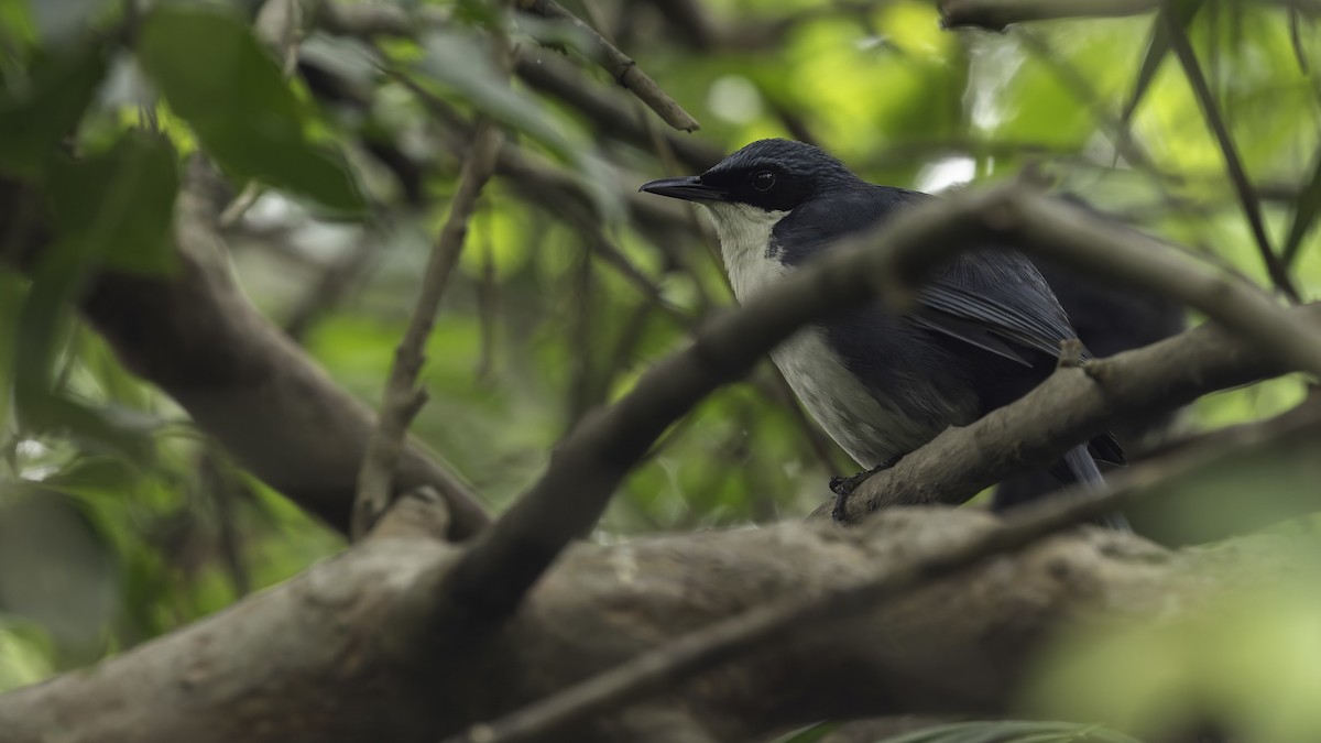 Blue-and-white Mockingbird - ML622541973