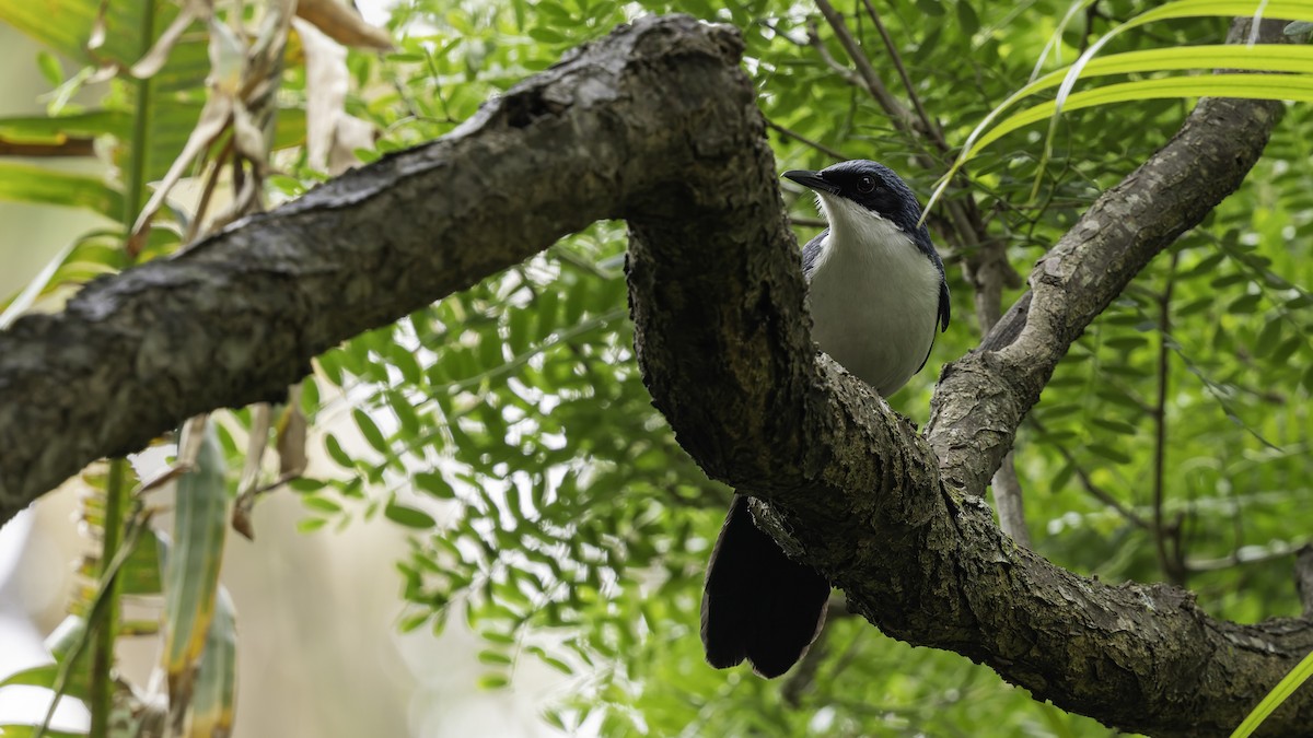 Blue-and-white Mockingbird - ML622541979