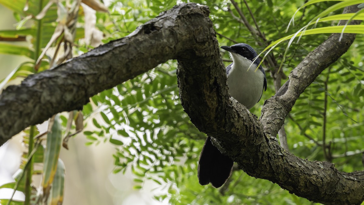 Blue-and-white Mockingbird - ML622541980