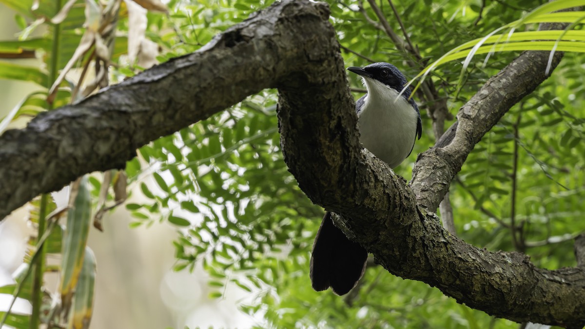 Blue-and-white Mockingbird - ML622541981