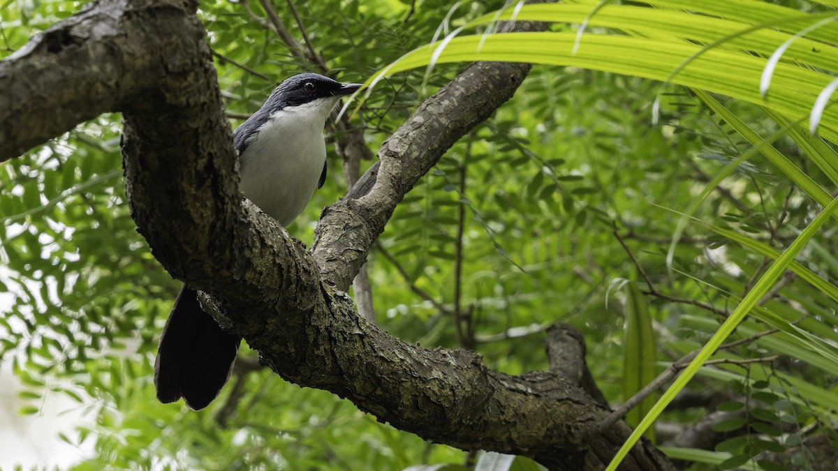 Blue-and-white Mockingbird - ML622541984