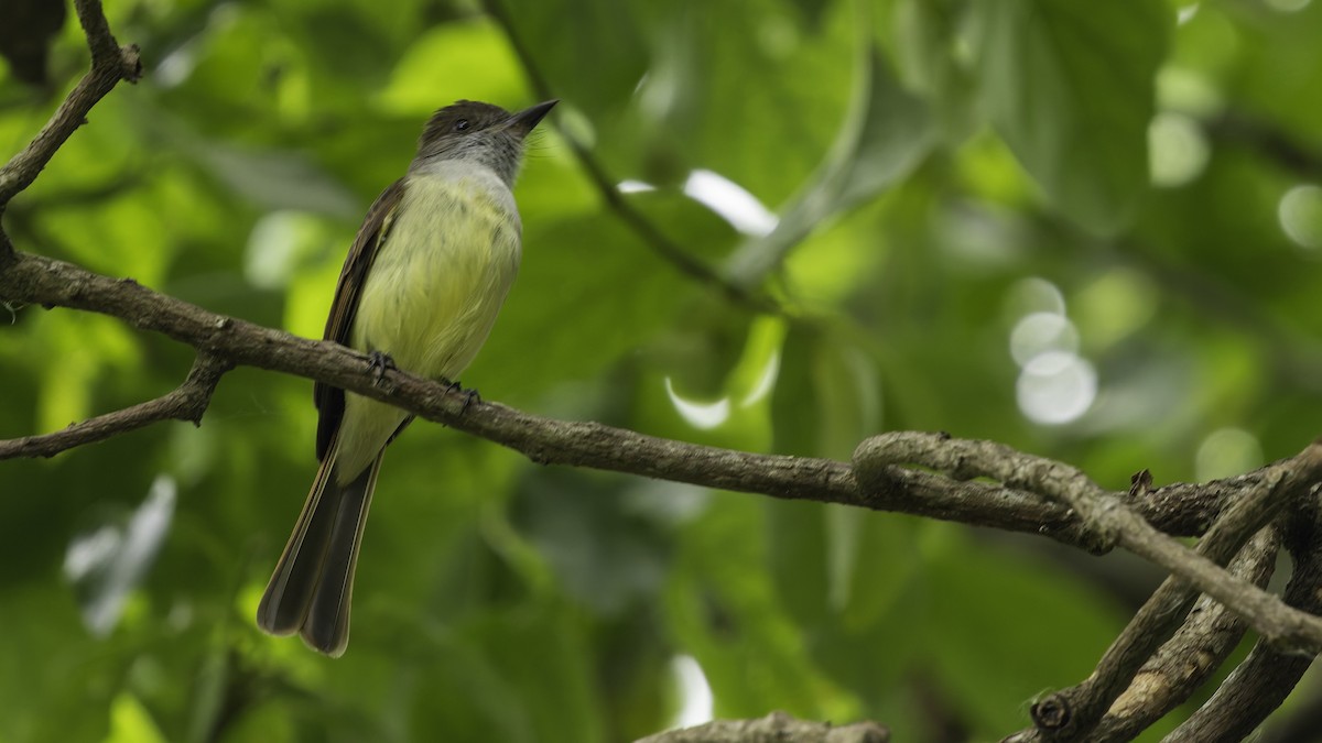 Dusky-capped Flycatcher (lawrenceii Group) - Robert Tizard