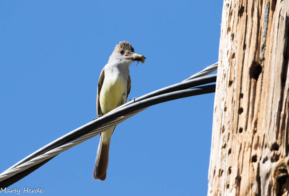 Brown-crested Flycatcher - ML62254211