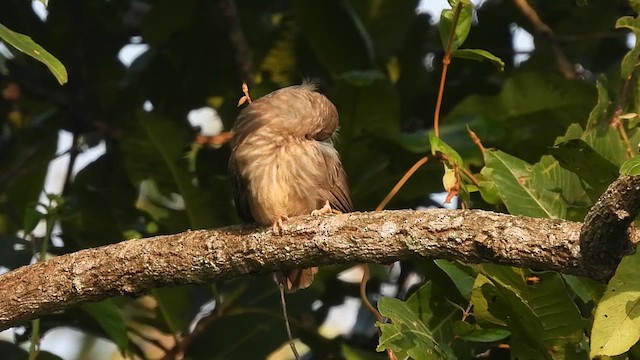 Jungle Babbler - ML622542174