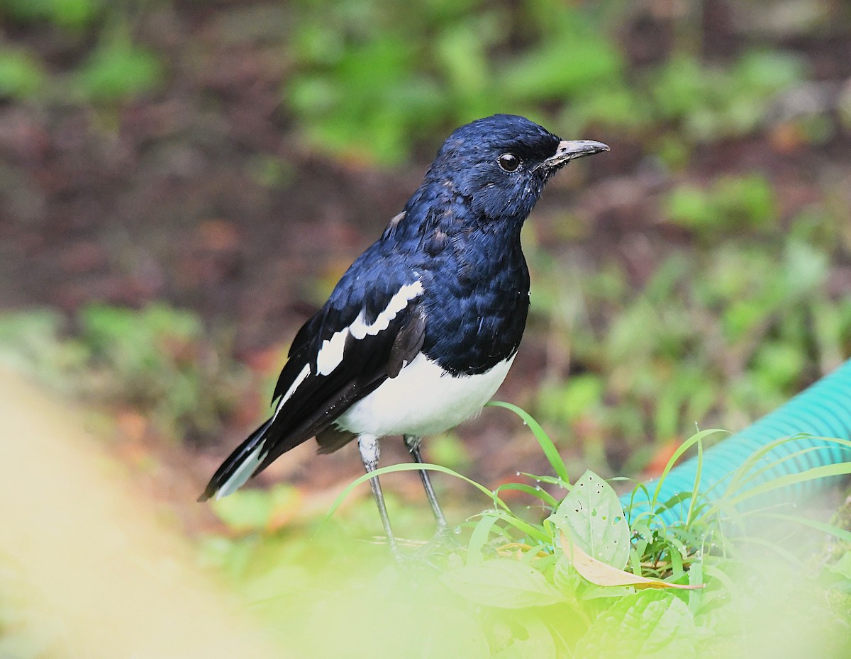 Oriental Magpie-Robin - ML622542239