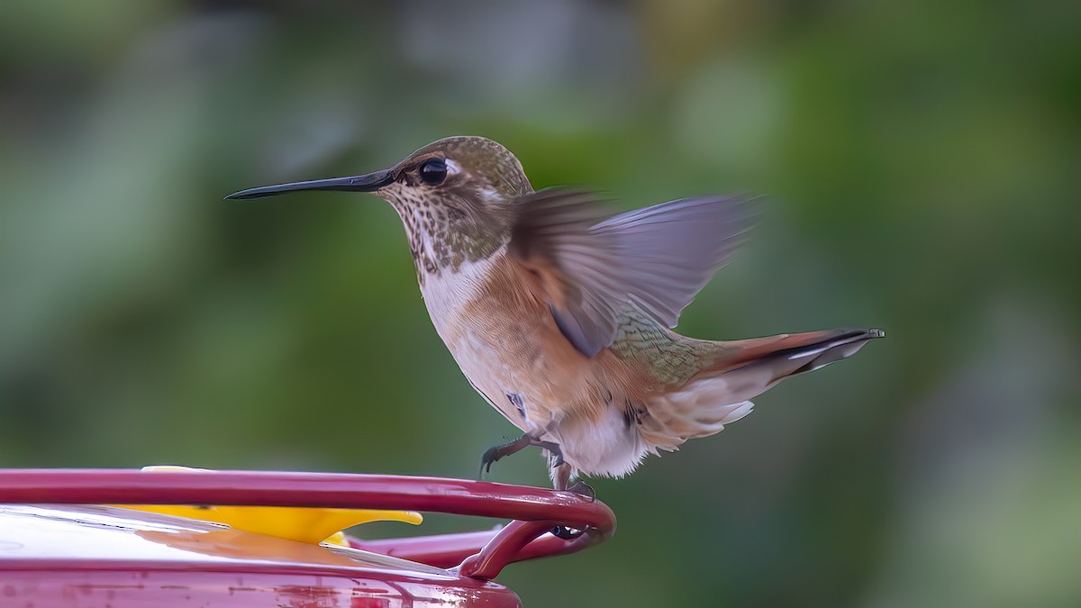 Rufous Hummingbird - ML622542259