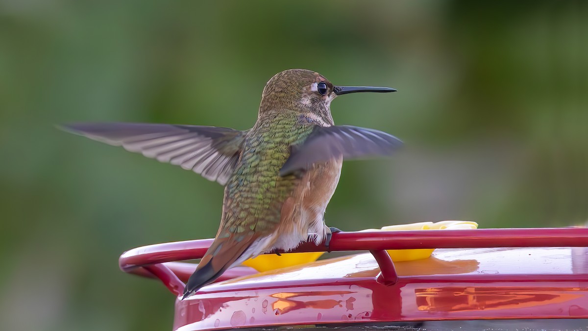 Rufous Hummingbird - ML622542260