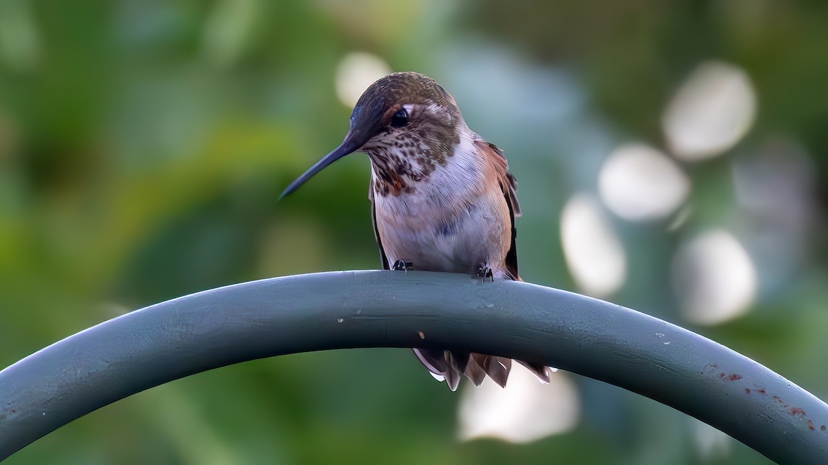 Rufous Hummingbird - Jim Gain