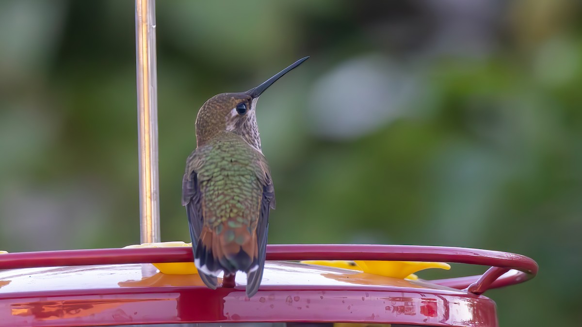 Rufous Hummingbird - ML622542262