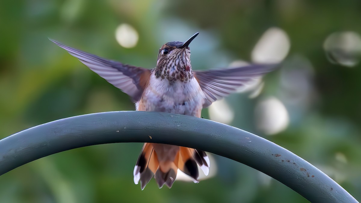 Rufous Hummingbird - ML622542263