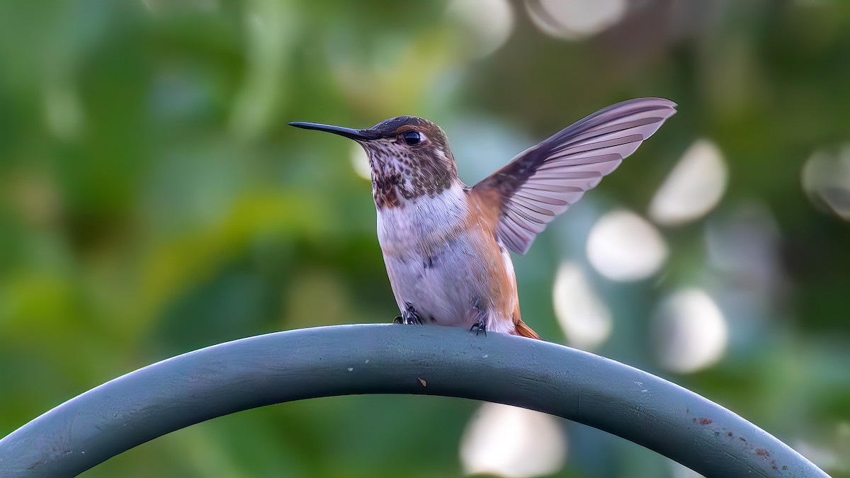 Rufous Hummingbird - ML622542264