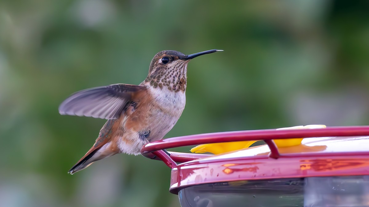 Rufous Hummingbird - ML622542265