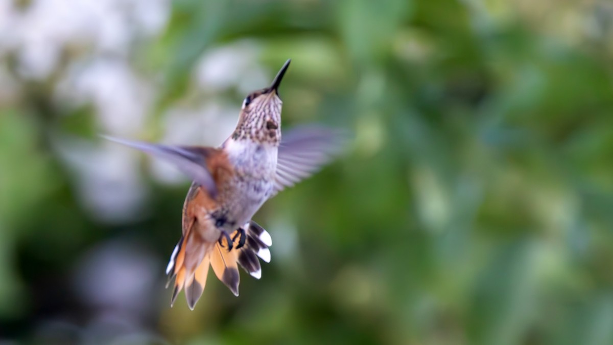 Rufous Hummingbird - ML622542266