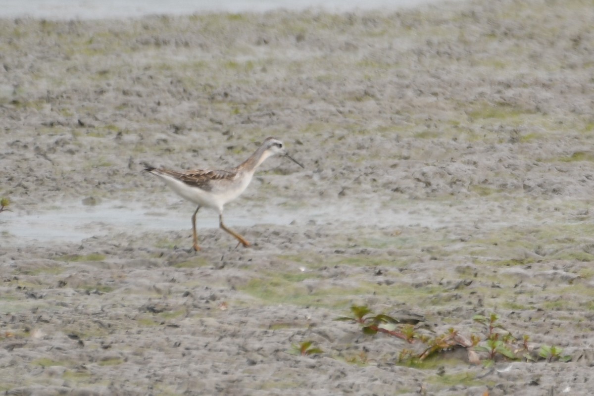 Phalarope de Wilson - ML622542268