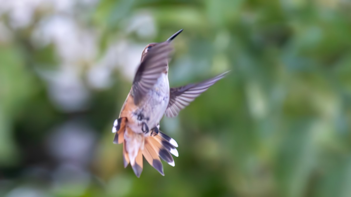 Rufous Hummingbird - ML622542281