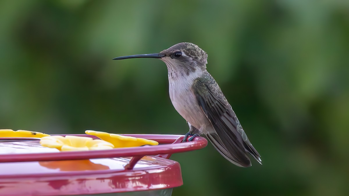 Black-chinned Hummingbird - ML622542284