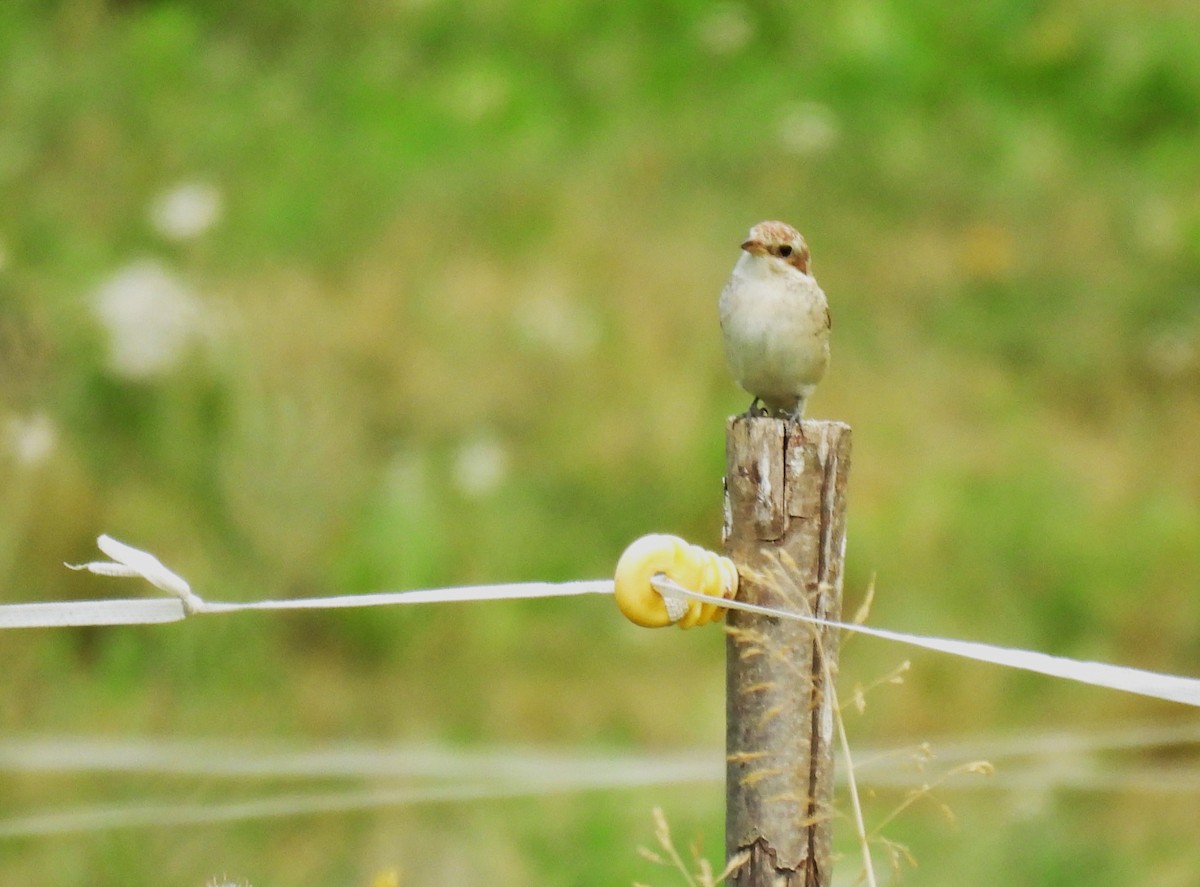 Red-backed Shrike - ML622542313