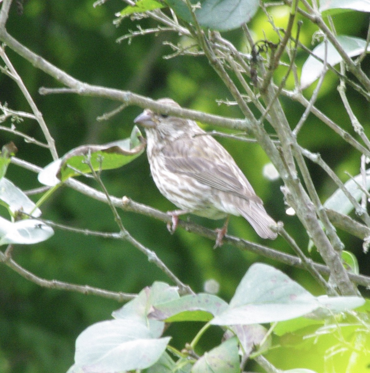 Camachuelo Purpúreo (purpureus) - ML622542323