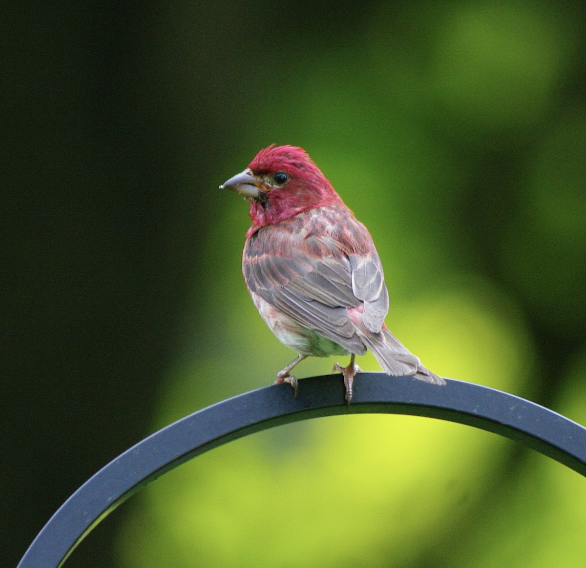 Purple Finch (Eastern) - Bill Purcell