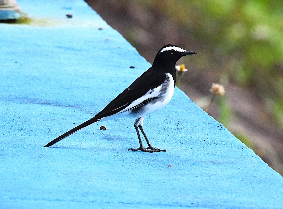 White-browed Wagtail - ML622542332