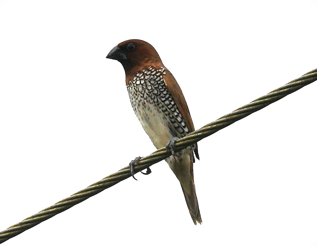Scaly-breasted Munia - ML622542434