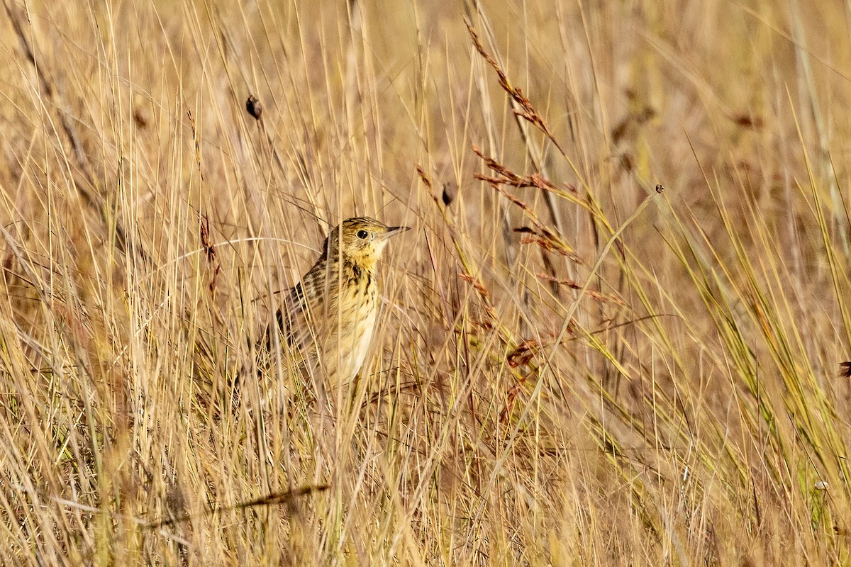 Ochre-breasted Pipit - ML622542446