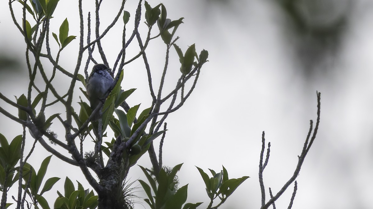 Azure-rumped Tanager - ML622542493