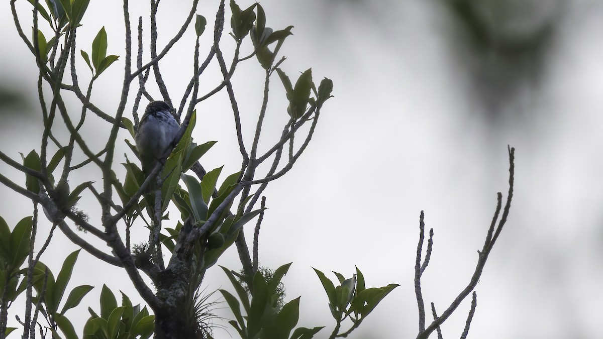 Azure-rumped Tanager - ML622542503