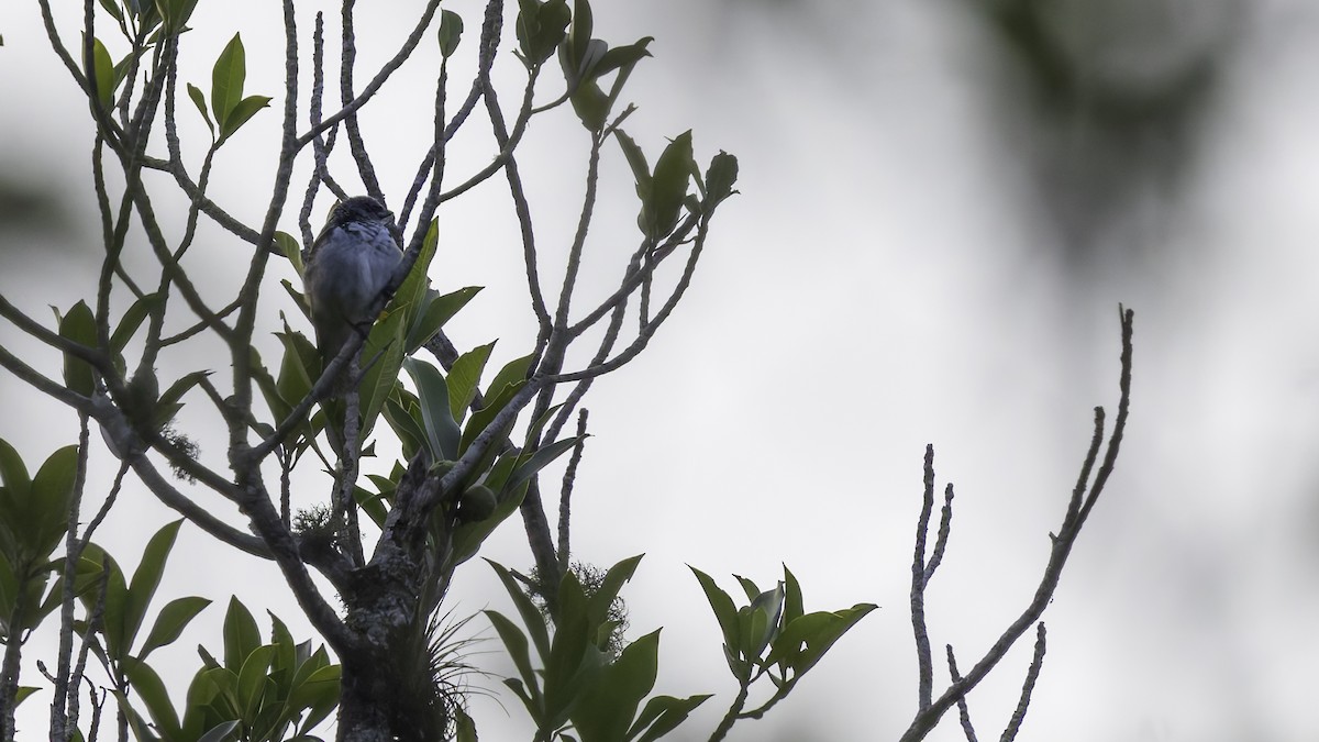 Azure-rumped Tanager - ML622542521