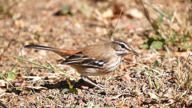 White-browed Scrub-Robin - ML622542522