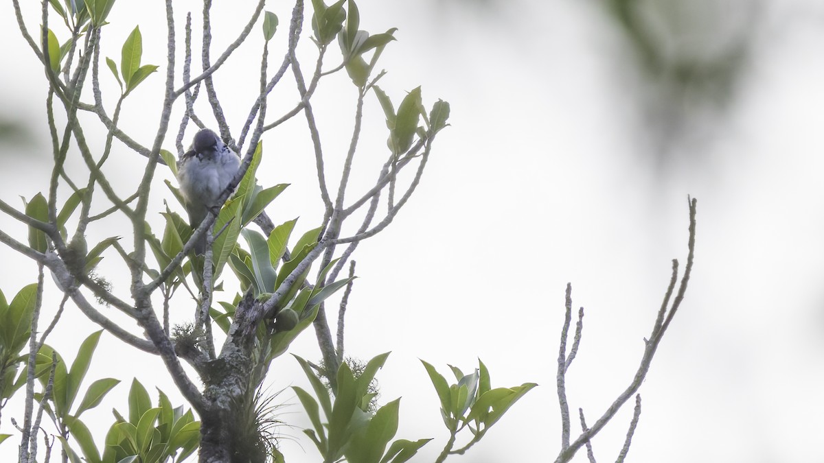 Azure-rumped Tanager - ML622542526