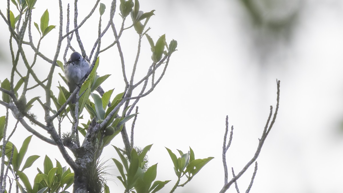 Azure-rumped Tanager - ML622542531