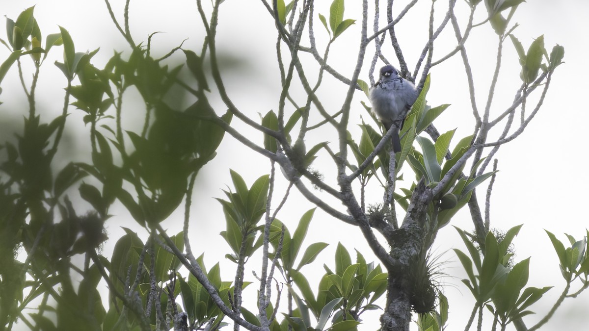 Azure-rumped Tanager - ML622542534