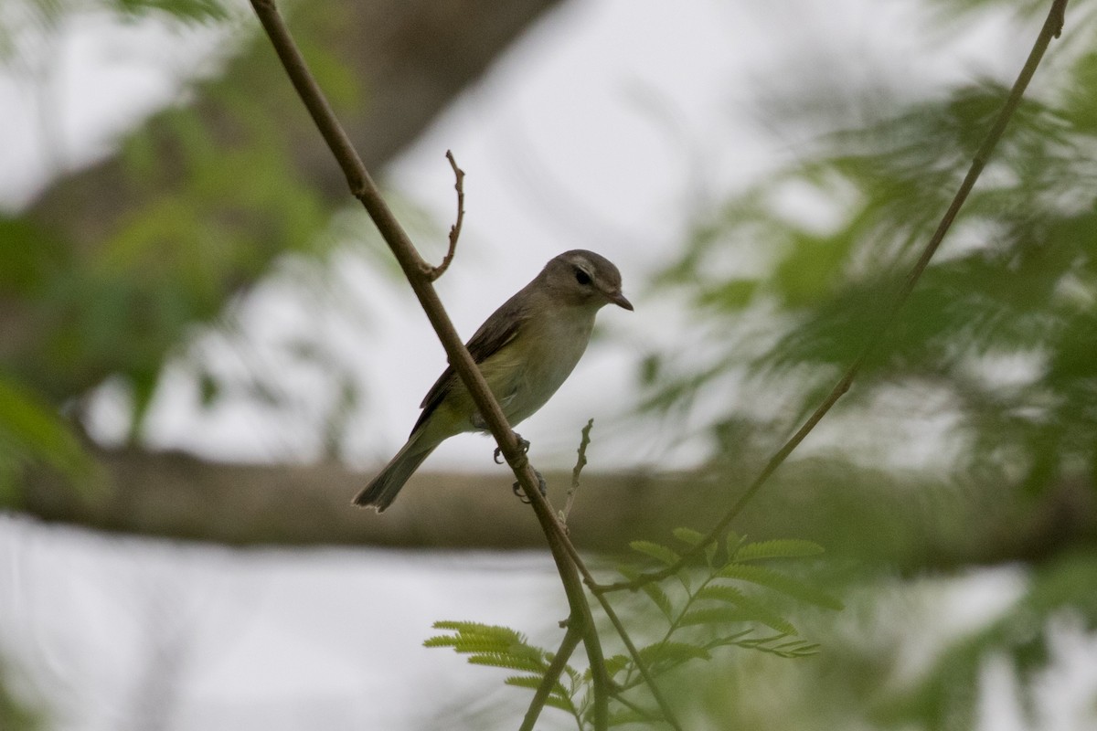 Warbling Vireo - ML622542538