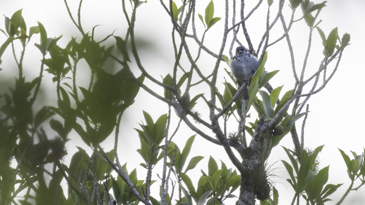 Azure-rumped Tanager - ML622542549